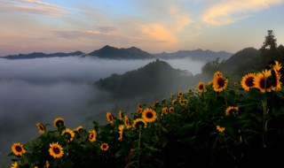 葵花什么时候播种 天竺葵花什么时候播种