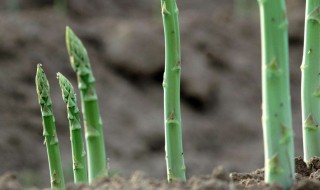 红芦笋播种方法（芦笋的播种）