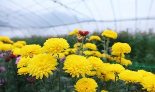 菊花怎么栽培 菊花怎么剪枝