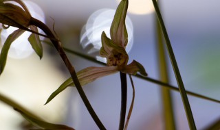 兰花栽培方法（兰花养殖方法）