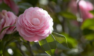 庭院茶花栽培方法 茶花十大忌庭院纯种植