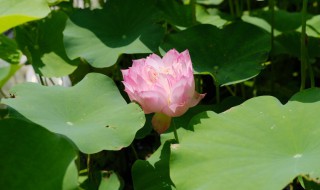 五彩莲花无土栽培怎么养 莲花无土种植方法