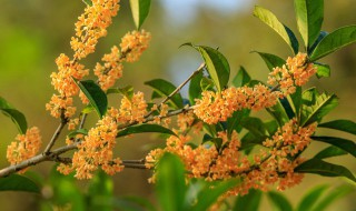 冬季栽培桂花怎么养护 冬季桂花的养殖方法