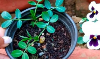 盆栽种花生需要注意哪些细节（种植花生的注意事项）