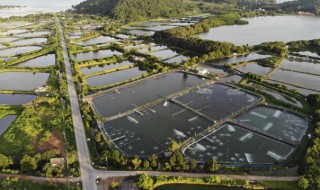 团扇鳐养殖注意 松笠团扇养殖方法及怎样繁殖