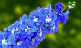 飞燕草栽种要注意什么问题（大花飞燕草的养殖方法和注意事项）