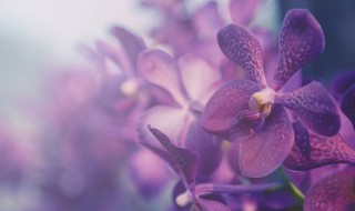 栽种兰花时应注意什么（栽兰花需要注意什么）