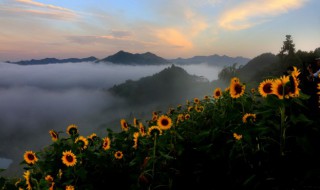 北方什么时候种油葵（北方什么时候种油葵最合适）