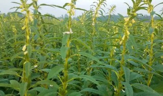 芝麻什么时候种（芝麻什么时候种合适）