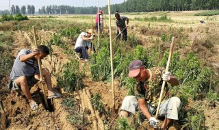 什么时候种山药最好（几月份种山药怎样种山药）