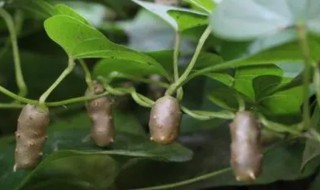 什么时候种山药豆最好（山药豆啥时间种最好）