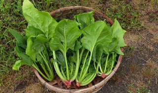 冬波菜什么时候种 北方越冬菠菜什么时间种好