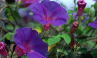 牵牛花种子什么时候种（牵牛花种子什么时候种植）