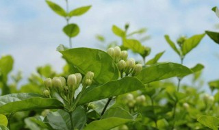 茉莉花什么时候种（茉莉花什么时候种植合适）