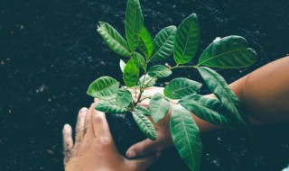 二月份栽种植物需要注意什么 二月份适合种什么植物