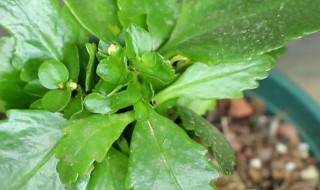 水培长寿花栽种时注意什么 水培长寿花可以吗