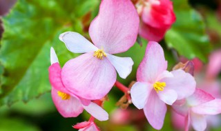 凤仙花什么时候种（凤仙花什么时候种植才能开花）