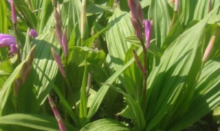 白芨什么时候种（白芨什么时候种植好）