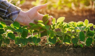 怎么种植野菜（野菜怎样种植）