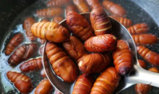 蝉蛹煮多长时间能熟（蝉蛹要煮多长时间能熟）