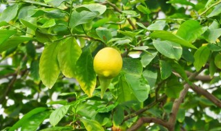 柠檬栽种植方法和注意事项（柠檬的栽植方法）