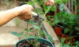 月季裸根地栽种植注意什么（月季裸根怎么种植）