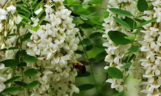 晒干的槐花怎么蒸好吃（槐花蒸熟可以晒干吗）