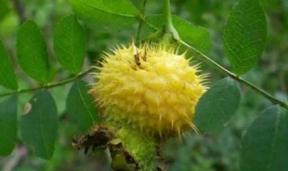 野刺梨怎么晒干（如何晒刺梨干）