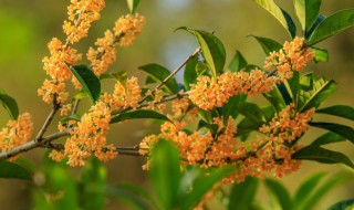 桂花怎么栽培方法 桂花怎样栽