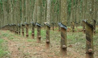 橡胶树栽培种植方法 橡胶树怎么栽培