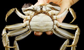 螃蟹不能放冰箱里吗 螃蟹必须放冰箱里吗