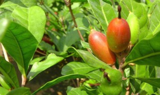 神秘果树种植方法和技术 神秘果的种植方法