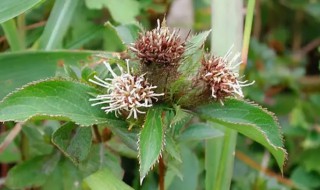 野生苍术栽培方法 苍术的栽培方法