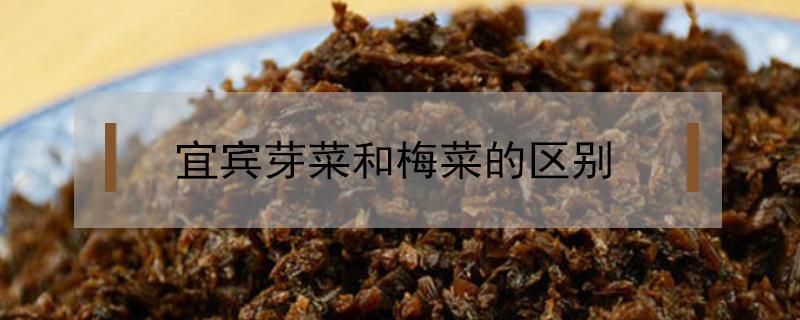 宜宾芽菜和梅菜的区别 四川芽菜和梅菜的区别