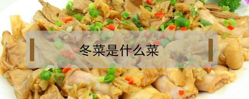 冬菜是什么菜（广东冬菜是什么菜）