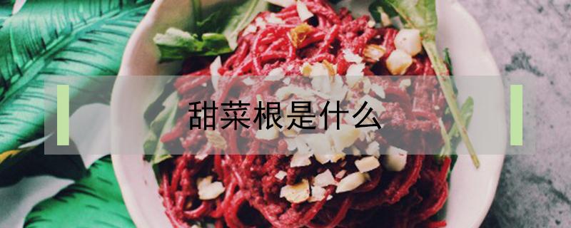 甜菜根是什么（甜菜根是什么东西）