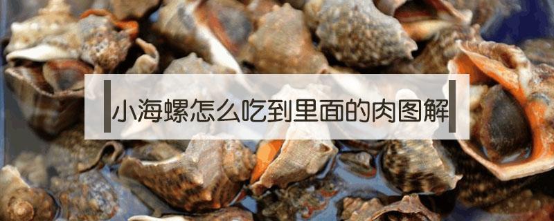 小海螺怎么吃到里面的肉图解 大海螺怎么吃里面的肉