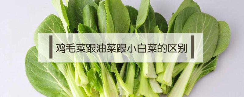 鸡毛菜跟油菜跟小白菜的区别 鸡毛菜是油白菜吗