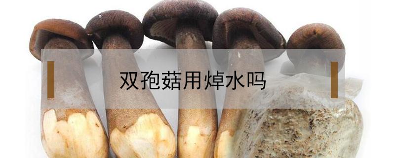 双孢菇用焯水吗（双孢菇做汤用先焯一下吗）