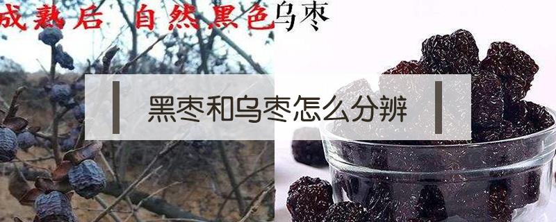 黑枣和乌枣怎么分辨 黑枣乌枣区别