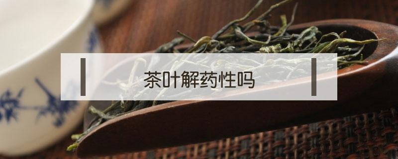 茶叶解药性吗（茶叶茶是解药性的吗）