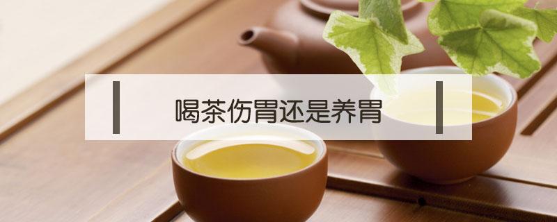 喝茶伤胃还是养胃（喝茶伤害胃吗）