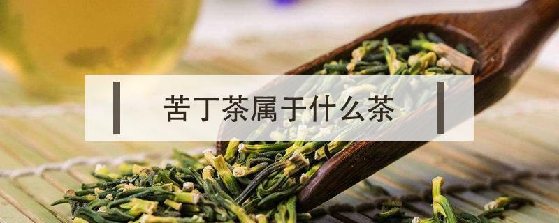 苦丁茶属于什么茶 苦丁茶属于什么茶种