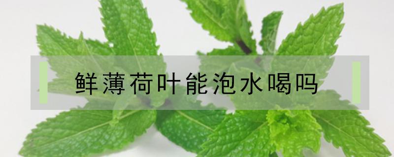 鲜薄荷叶能泡水喝吗 新鲜薄荷叶能泡水喝吗