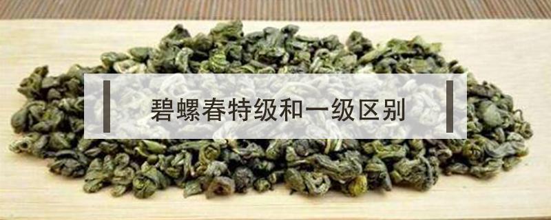 碧螺春特级和一级区别（碧螺春一级和二级）