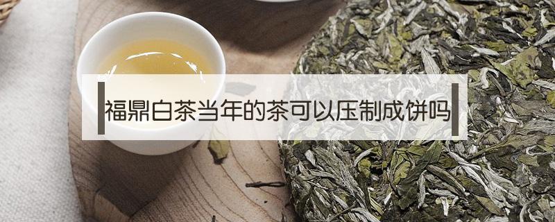 福鼎白茶当年的茶可以压制成饼吗 福鼎白茶当年的茶可以压制成饼吗图片