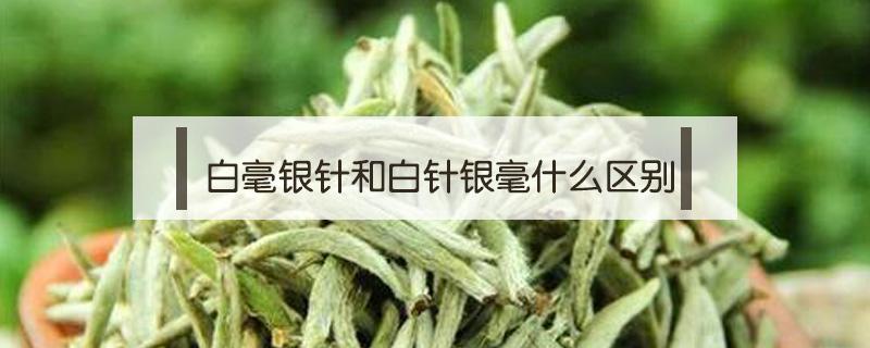 白毫银针和白针银毫什么区别 白毫银针的区别