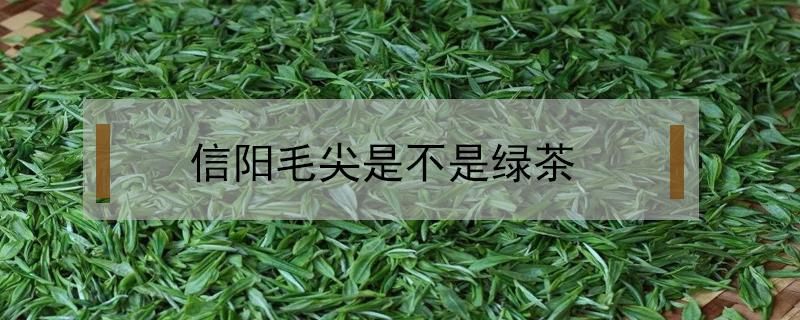 信阳毛尖是不是绿茶 信阳毛尖是红茶绿茶