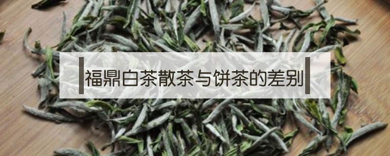 福鼎白茶散茶与饼茶的差别（福鼎白茶散的好还是饼好）