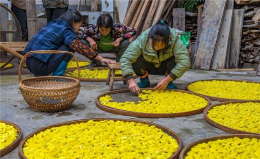 野菊花能直接泡水喝吗